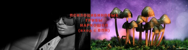 индика Белокуриха